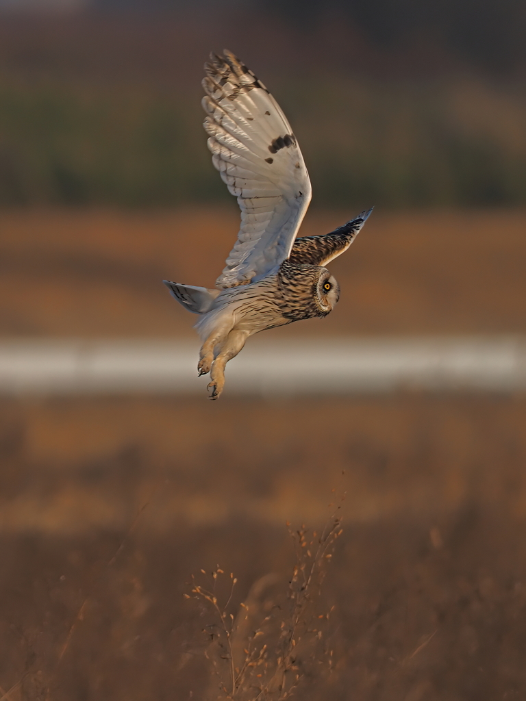 コミミズク　１/１６➍