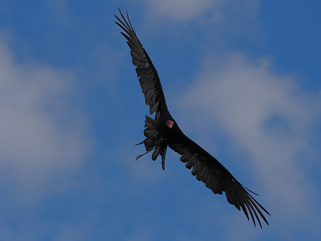 猛禽フライトショー　１０/９❽