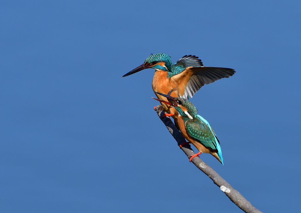 給餌　３/２３❺