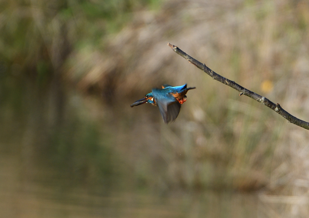 魚を・・・・　４/１５❶