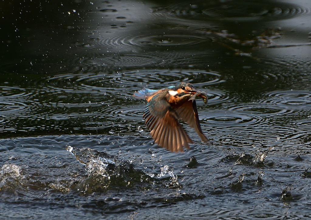 魚を・・・・　８/１❼