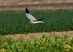 _190301_165727 DSC_3380