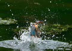 いつもの公園　７/１６➈