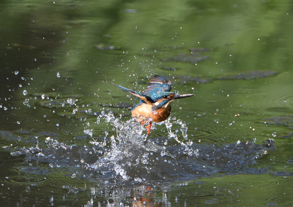 水浴び　９/３❶