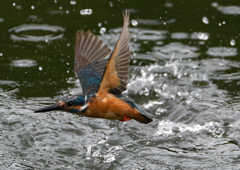 ダイブ　７/１８❻