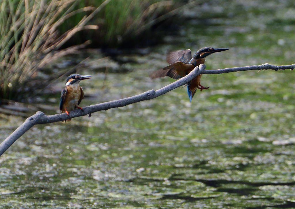 2羽のカワセミ　８/１９❶