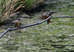 2羽のカワセミ　８/１９❶