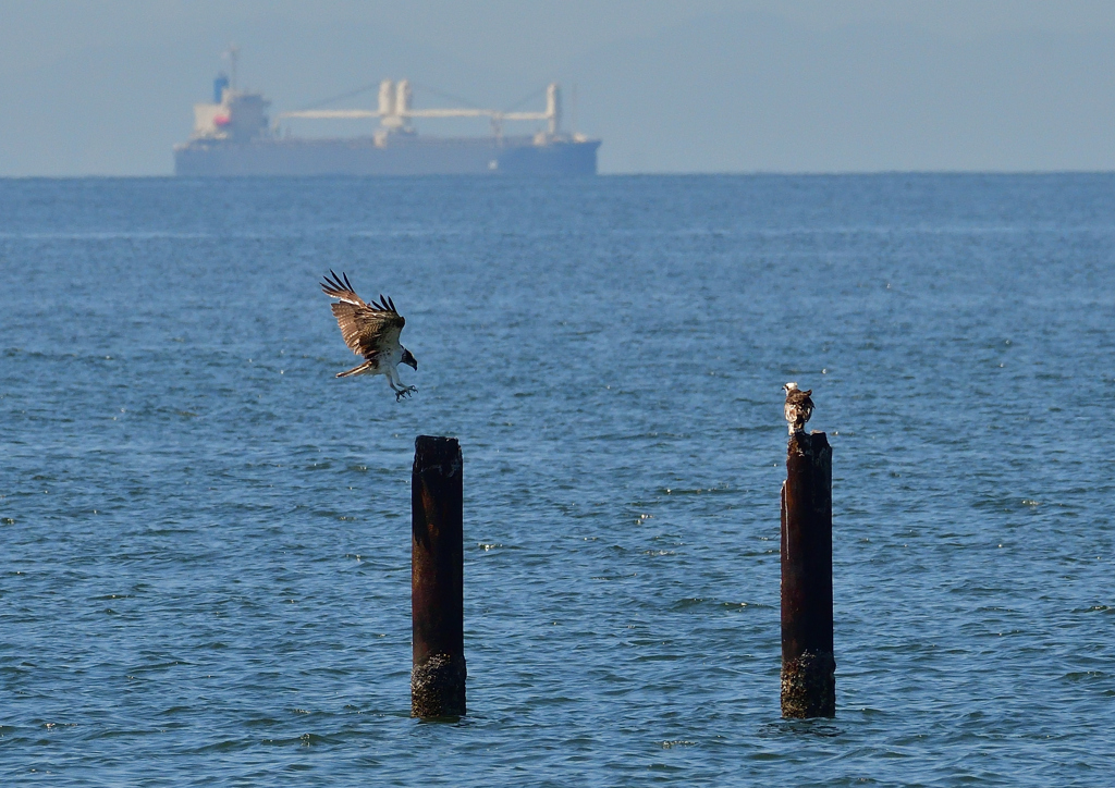 ミサゴ　５/２９