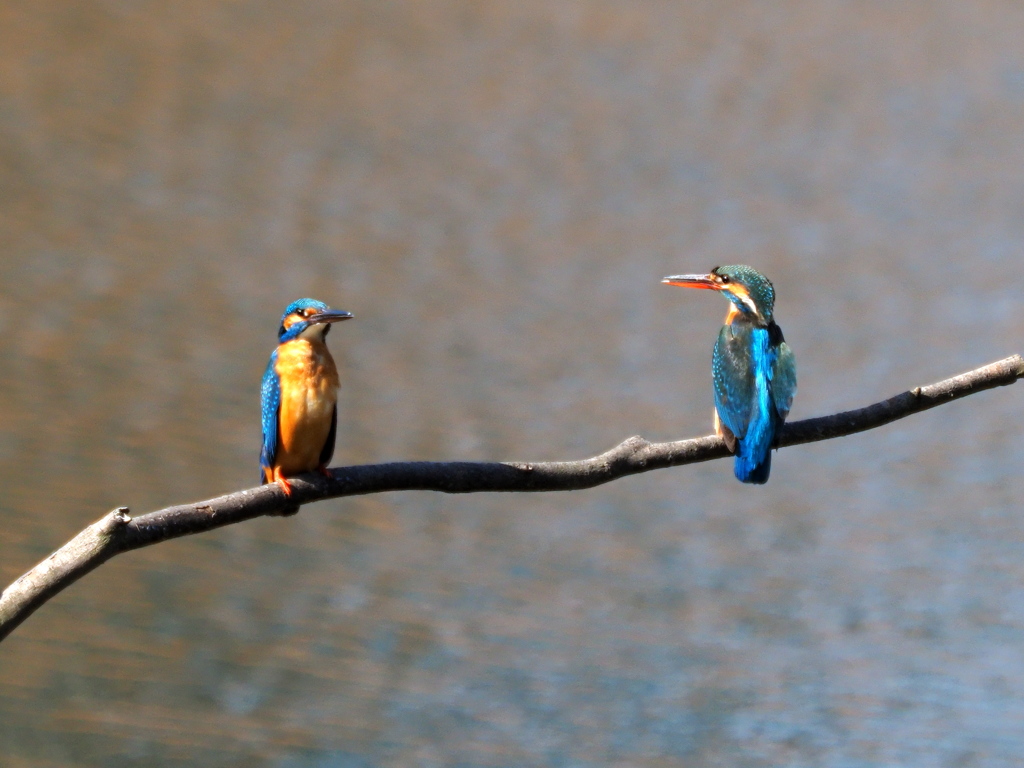 カップル誕生・・・・❔　３/６❶