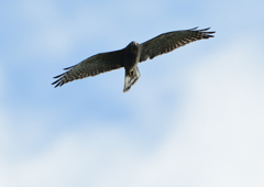 サシバの飛翔　９/２７⓫