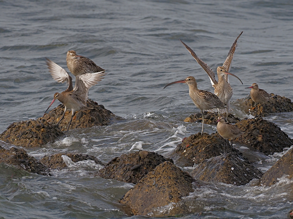 鴫　１０/１０❶