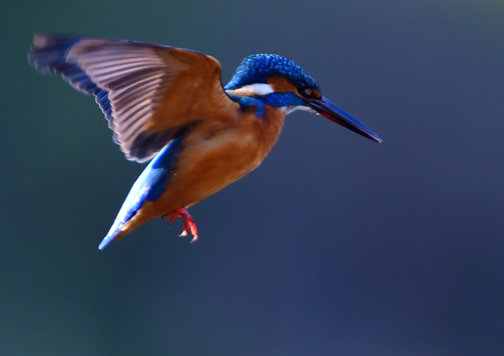 いつもの公園で　ホバ・ホバ・ホバ　１２/５❷