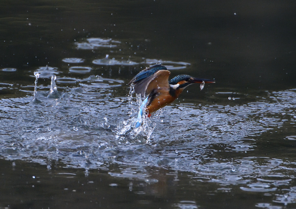 _191031_082804 DSC_7981