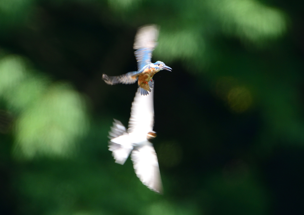 ホバる　７/２３❼