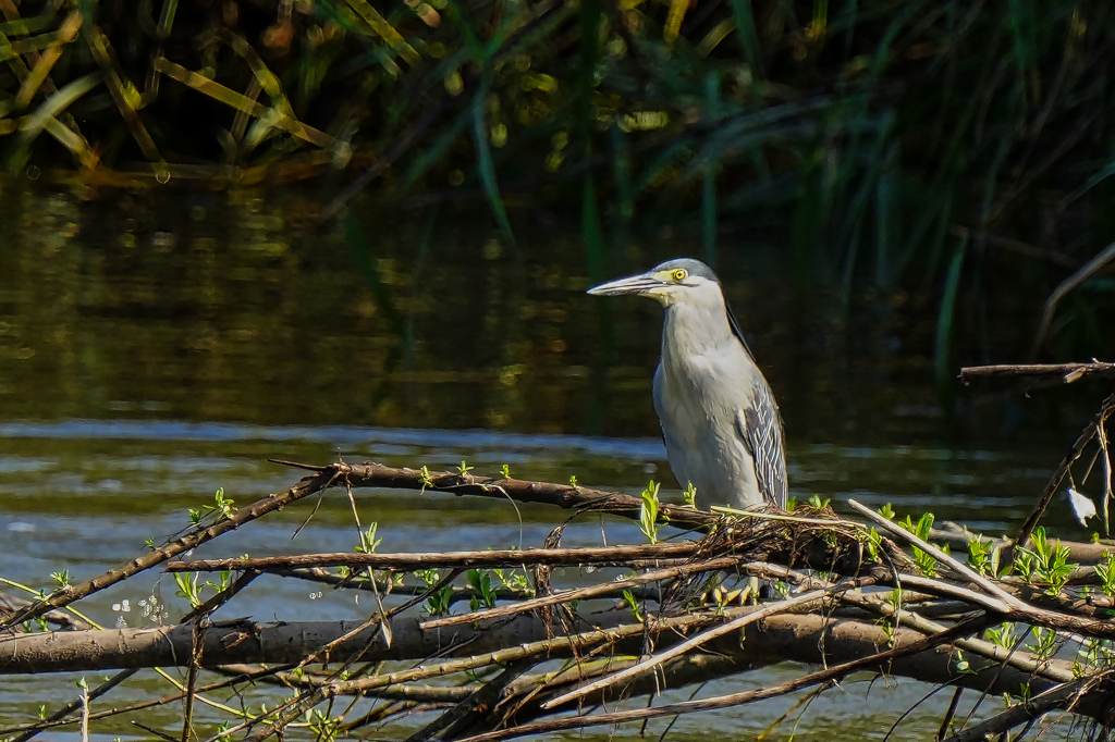 ササゴイ　７/１３❶
