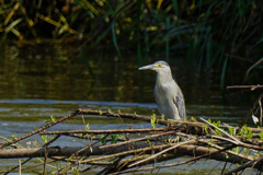ササゴイ　７/１３❶