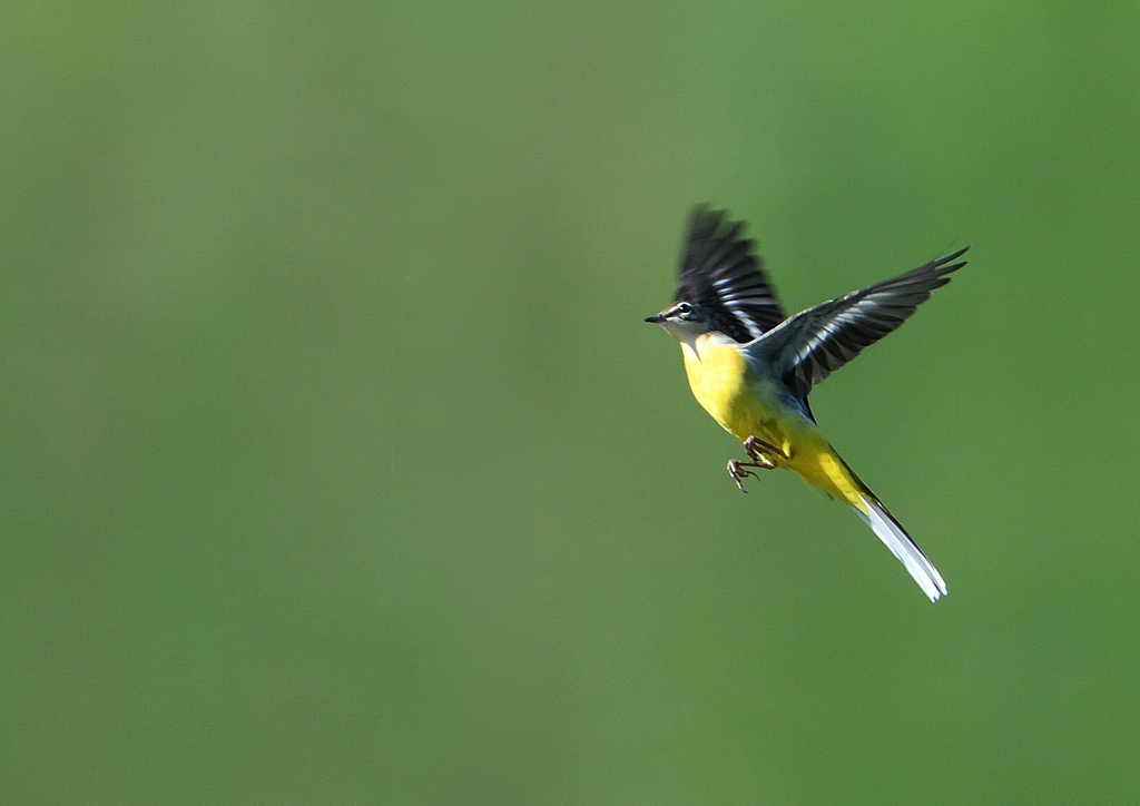 キセキレイ飛ぶ　８/２６❶