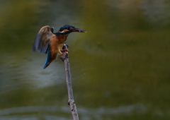 カワセミ③