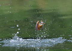 魚を・・・・　５/２６❺