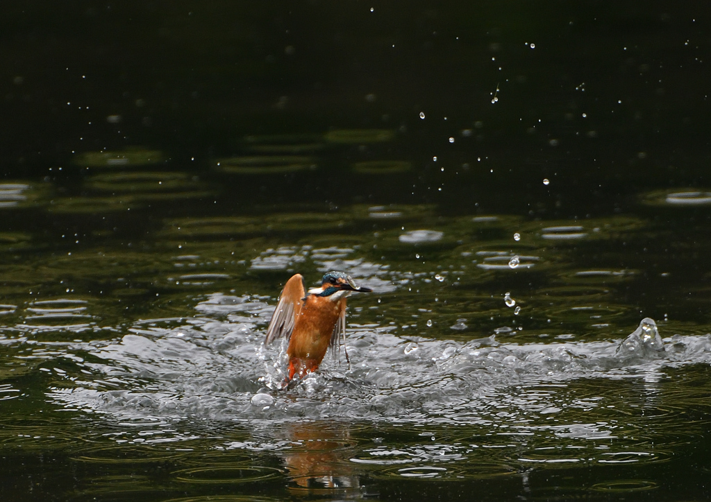 今日のカワセミ❿