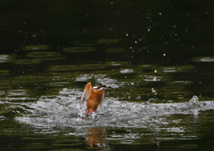 今日のカワセミ❿