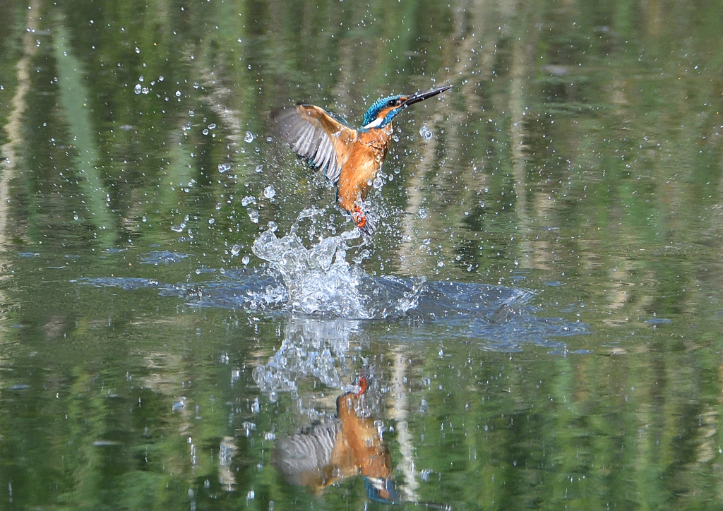 ダイブ　５/６❻