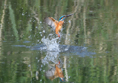 ダイブ　５/６❻