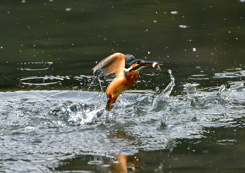 _191031_075256 DSC_7916