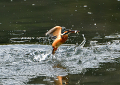 _191031_075256 DSC_7916