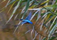 ホバリング　１２/２０❹