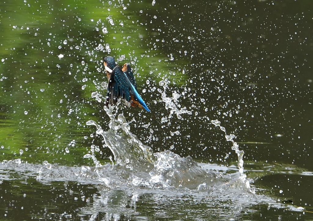 いつもの公園　若鳥登場　６/６❶