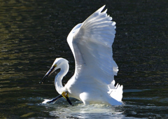 コサギ・死のバトル　１１/１０❺