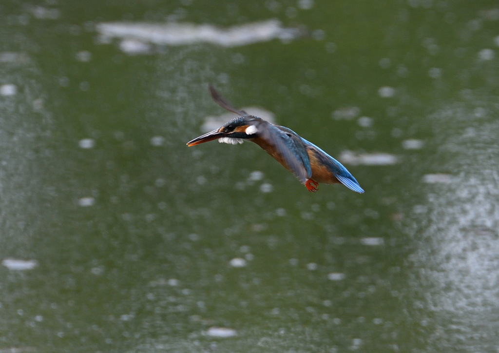 ホバ　５/１３❶