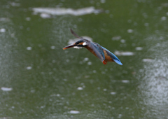 ホバ　５/１３❶