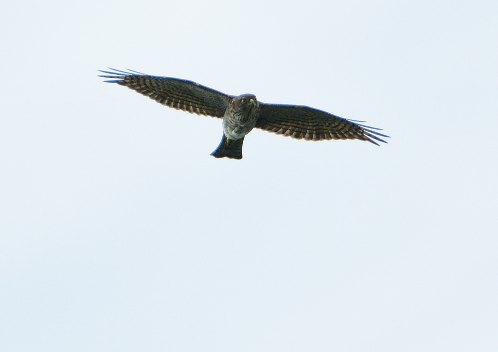 ツミの飛翔　９/２７❷