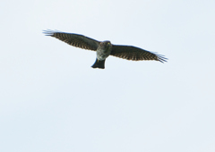 ツミの飛翔　９/２７❷