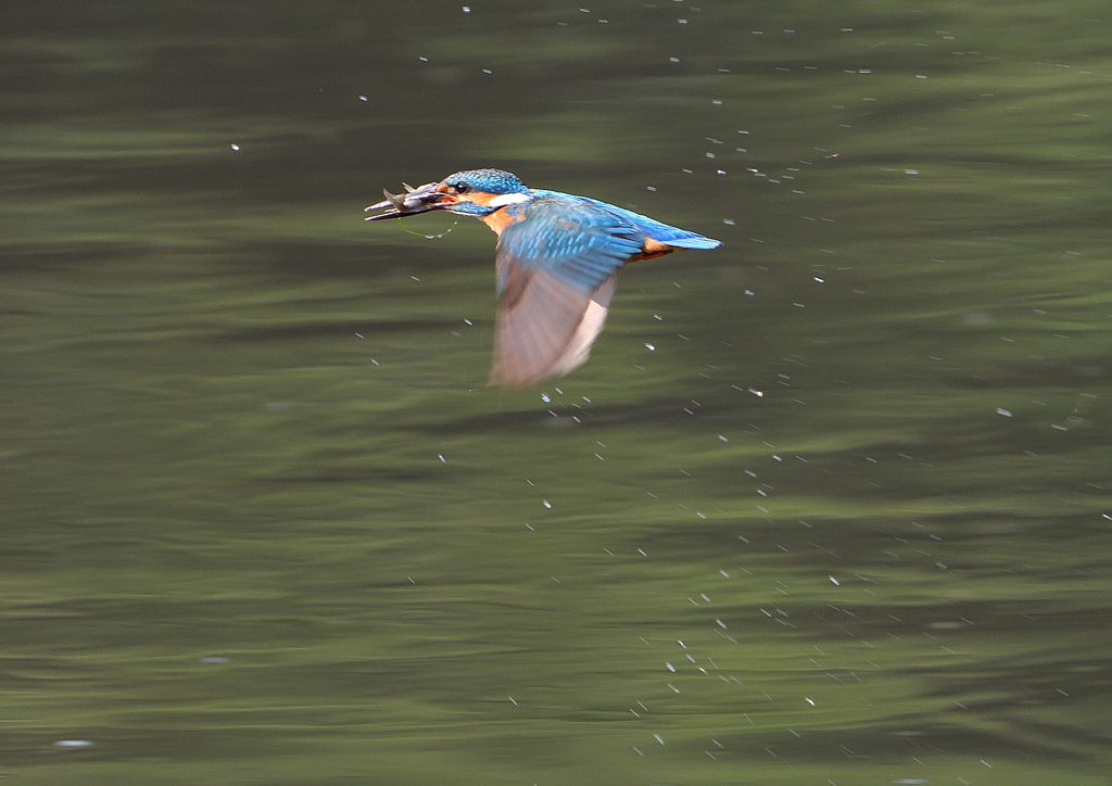 止まり木へ　６/２０❶
