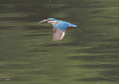 止まり木へ　６/２０❶