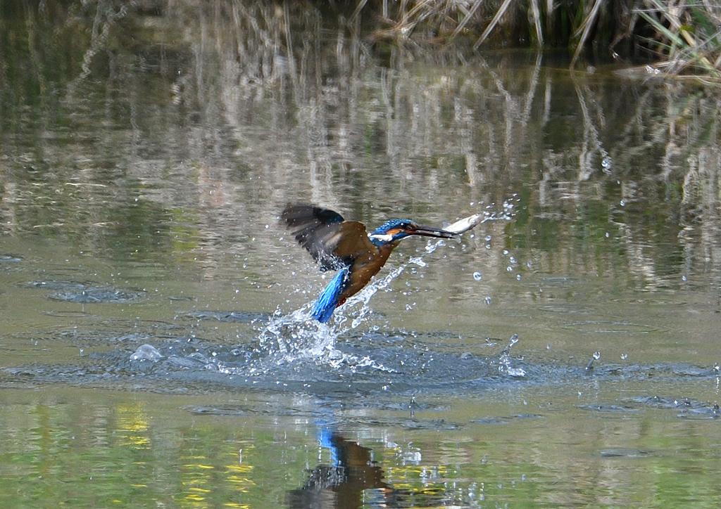 ダイブ　４/１９❸