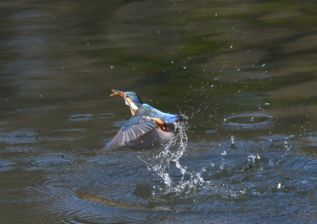 ダイブ❷　４/４