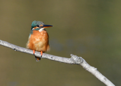 止まり木　１１/５　❸