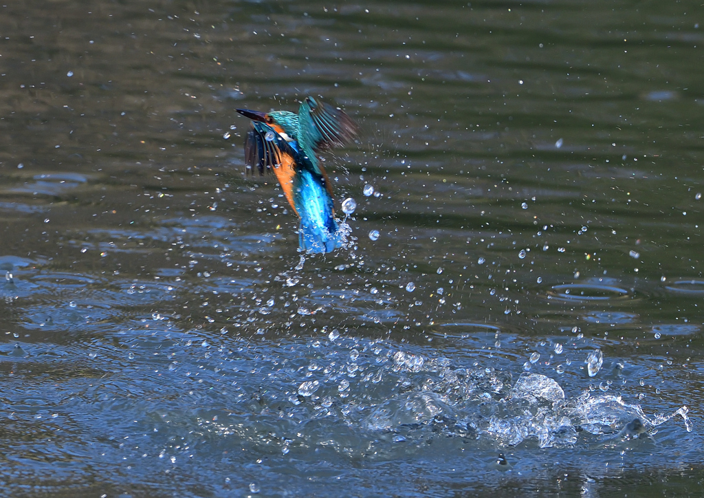 ダイブ　４/２❶