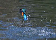 ダイブ　４/２❶