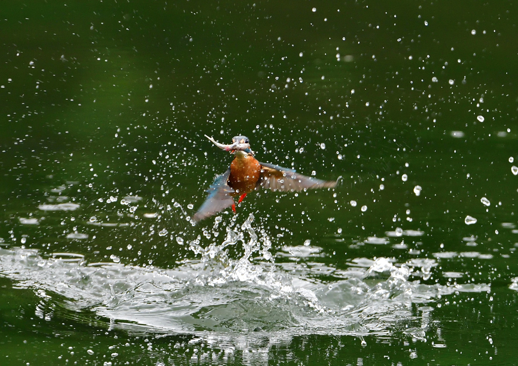 いつもの公園　５/２６❼