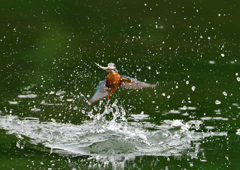 いつもの公園　５/２６❼