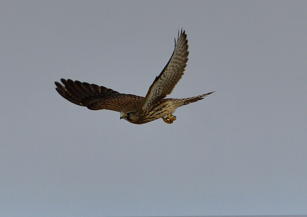 チョウゲンボウ　６/９❼