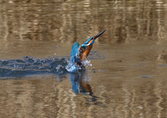 いつもの公園　2／7❸