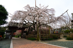 源空院のしだれ桜