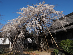 春爛漫　３/１８❷