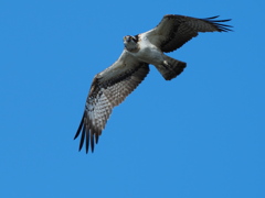 ミサゴ　１/２５